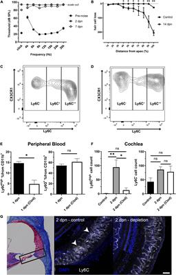 The Time Course of Monocytes Infiltration After Acoustic Overstimulation